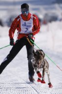 Lenk 2013